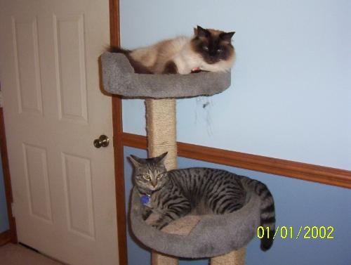 Rascal (top) and Music - 2 more of my 10 cats