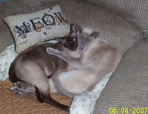 Gracie (left) and Bobo - Two more of my 10 cats