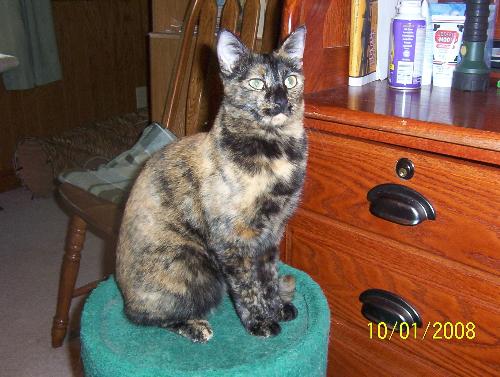 Sweet Sassy - Oreo's Sweetheart! - Another one of my 10 cats
