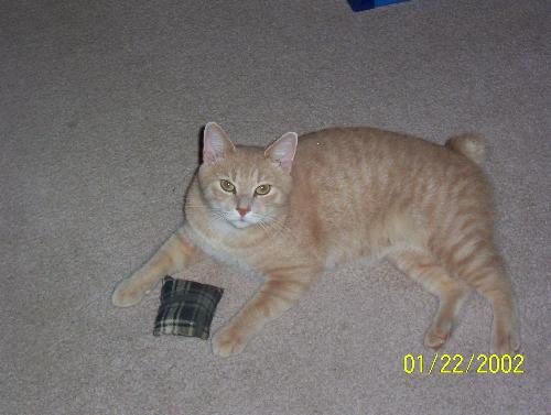 B.B. (Big Boy) - Another one of my 10 cats