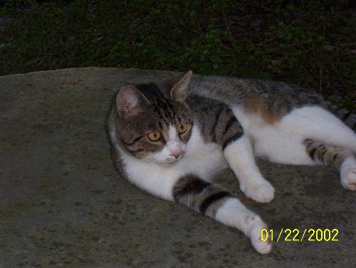Dreamer - Another of our 10 cats