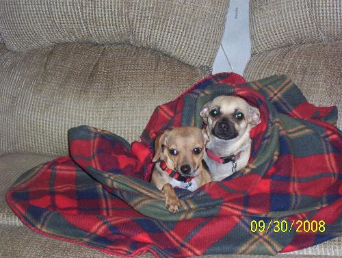 Missy (Left) and Lady - Our two mixed chihuahua's