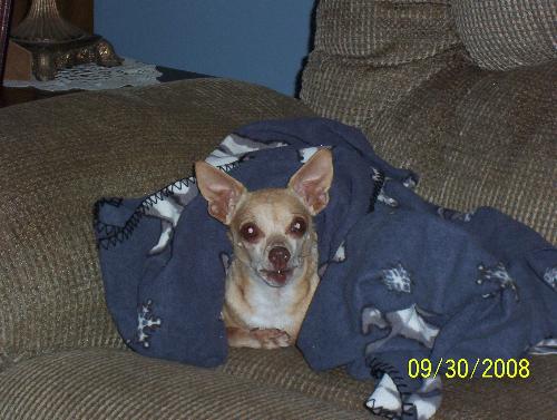 Peanut - My full blooded chihuahua. He's 10 years old now. He loves his blankets!