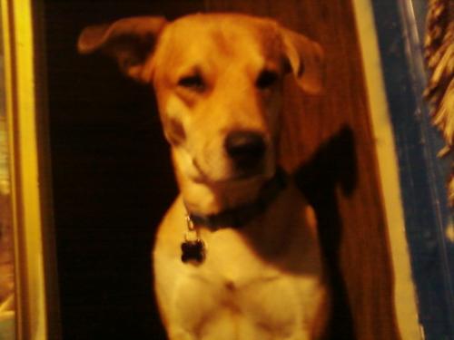 Matthew - This is my lab retriever. He is about 3 to 4 years old.