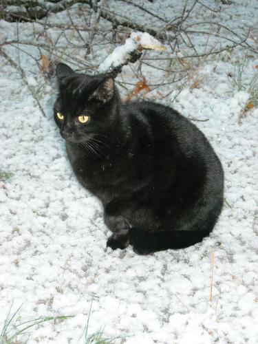 Black Cat in the Snow - Contrast of black cat in the white snow.