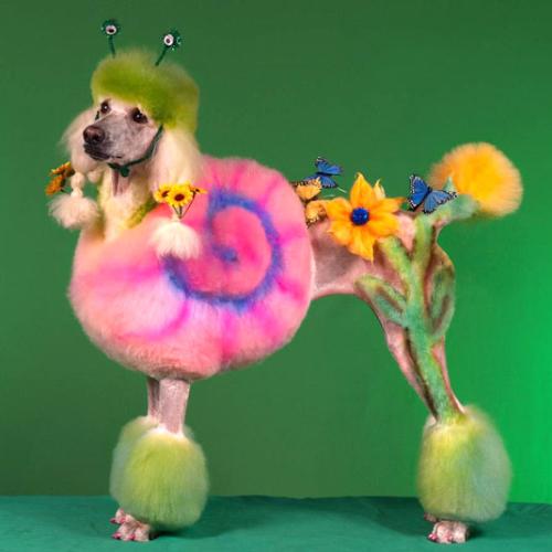 Dressed up Poodle - Take a look at this poodle. This was an entry in a recent competition, what do you think to it?