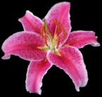lily - lily flower
