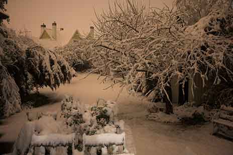 Snow Storm  - The picture taken in my backyard during the storm