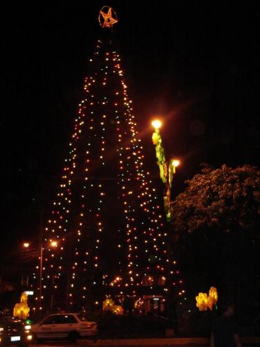 Christmas is coming... - that is christmas tree is standing at the center of our town...
