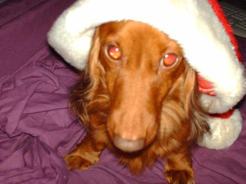my puppy - one of my 4 dogs.
