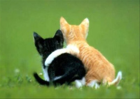 friends - two kitty friends