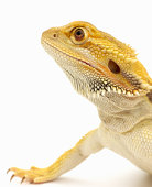 bearded dragon - photo of bearded dragon