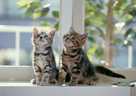 cats - It is a photo of lovely cats i download from internet.