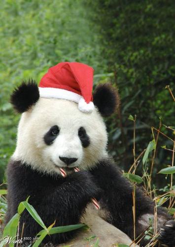 Christmas Panda - A Panda wearing a Christmas... Hat?