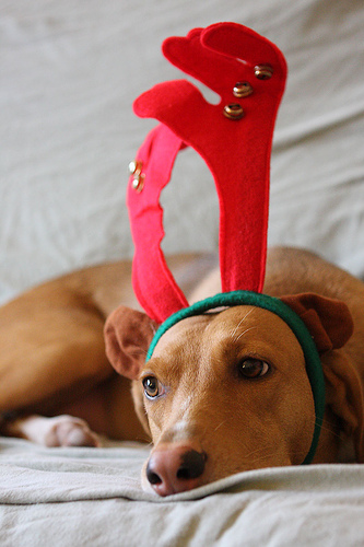 No I dont like christmas - Doggie says no I dont like christmas.