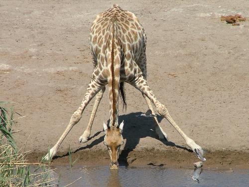 Giraffe in Africa - Giraffe at a water hole in Botswana