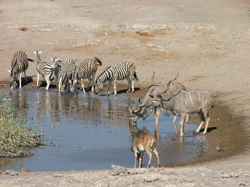 Animals at a African water hole - Numerous animals drinking at a water hole in Africa.. Amazing experience!