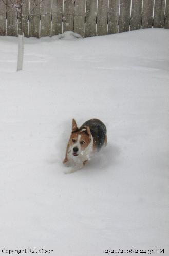 Buster - He sure loves the snow falling today.