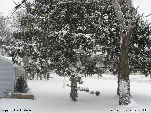 Minnesotan Snow Covered Tree - I love the fresh snow resting on branches of the pine trees. Minnesotan Snow Covered Tree - I love the fresh snow resting on branches of the pine trees.