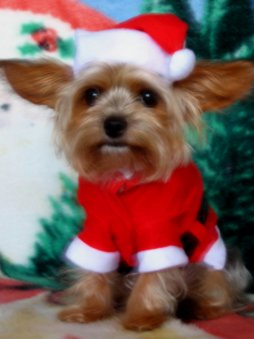 Christmas Celebration - Joyful Christmas Celebrations Christmas Celebration - Joyful Christmas Celebrations