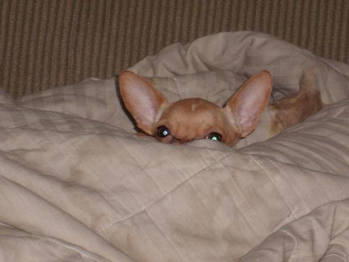 hidden doggie - this is a dog i knew once
