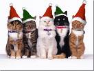 Christmas Cats - Christmas cats