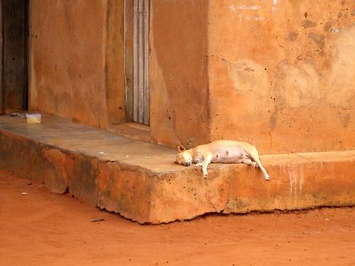 sleeping - sleeping dog