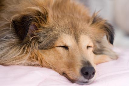 sleeping - sleeping dog