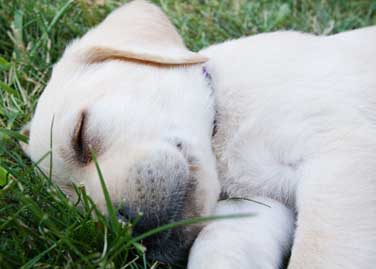 sleeping - sleeping dog