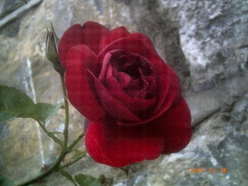Rose - Taken at the Blessington Garden, Dublin, Ireland