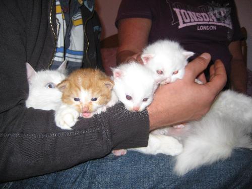 kittens - These little kittens will be given away shortly