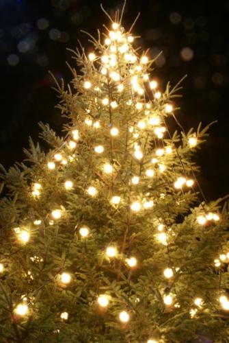 Christmas Lights - A Tree