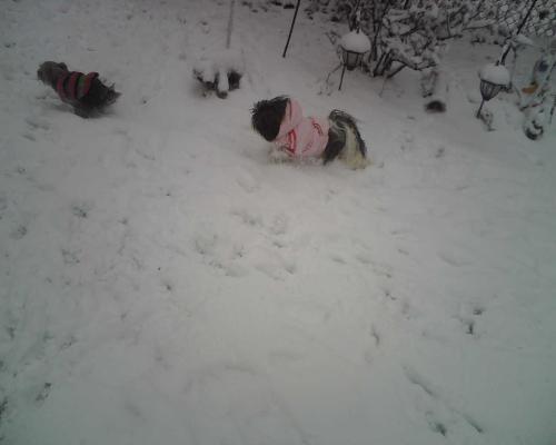 vickie and daisy - Fun in the snow