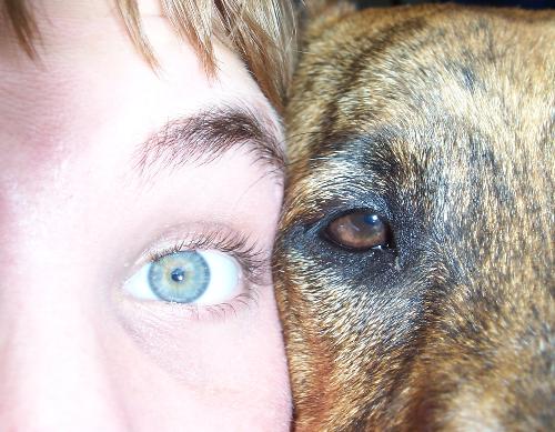 my eye and dogs - two different eyes