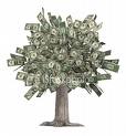 Money tree - Picture of money tree