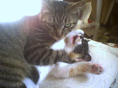 notice:the expression in his eyes - cat eyes