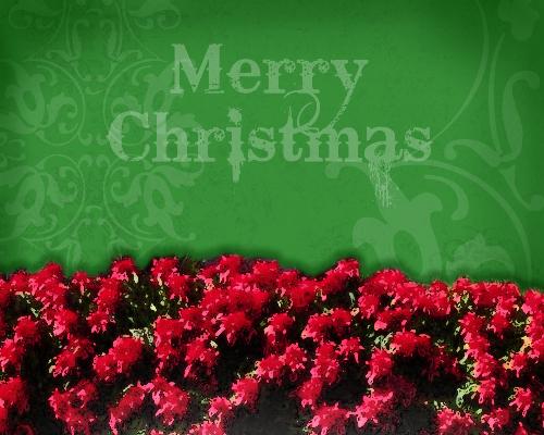 christmas green - Merry christmas!