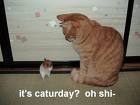 big foot? - hahah i saw this at a site i forget where. really funny , do you like cat?