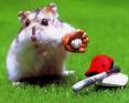 Rat playing baseball - do you ever saw a rat baseball player? this is the popular star! hahaha