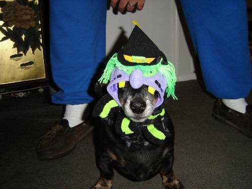 Cody at Halloween - Photo of our dog on Halloween. He was so funny and had no clue what to do.