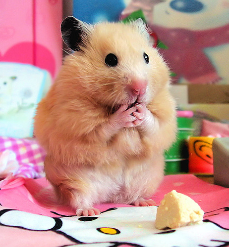 shocking  - this hamster is eating, but look like she is shocking :) its really cute..