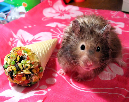 hamster love - cute hamster with ice cream cone..