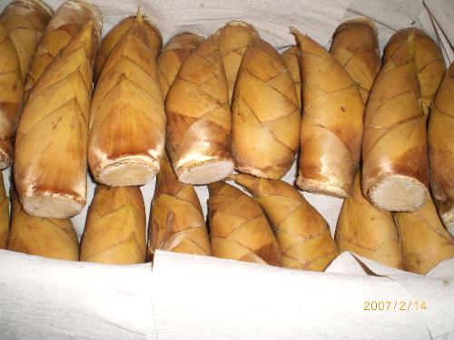 fresh winter bamboo shoots - one of my product fresh winter bamboo shoots