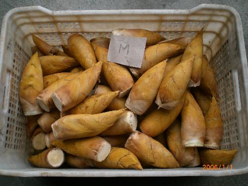bamboo shoots - my product fresh winter bamboo shoots
