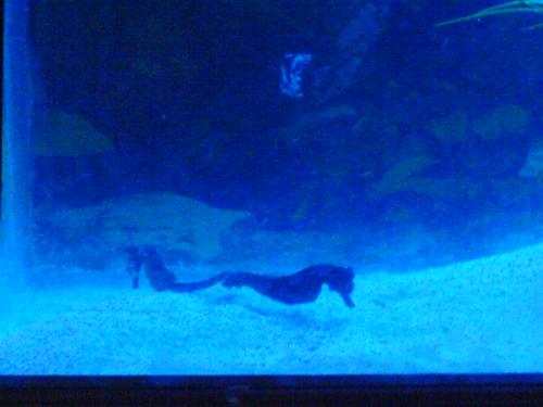 seahorse - my beautifull seahorse, it stay on my aqurium