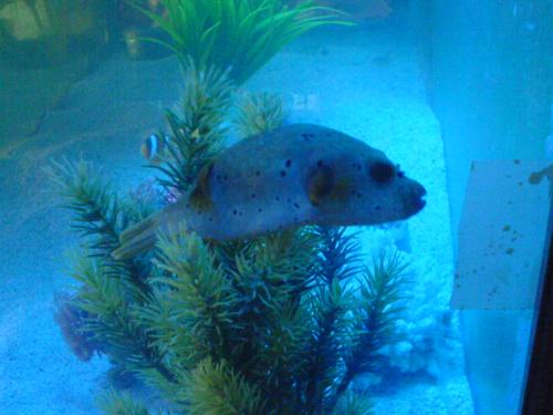 'buntal' fish - it in my aquarium too, but it ate my corals