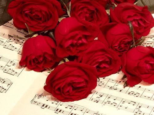 roses - roses to brighten your day.