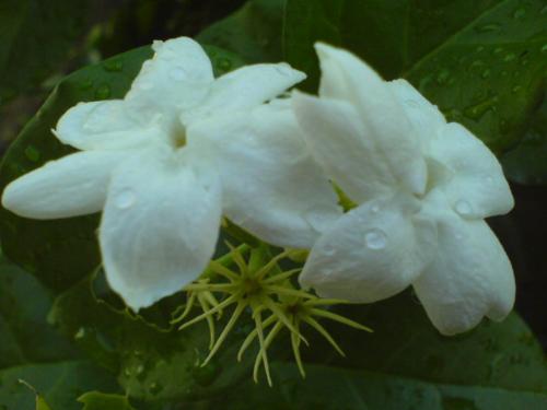 jasmine - jamine flower in my office make a good aura for work