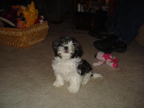 Dexter - This is a picture of my new Christmas puppy. His name is Dexter.