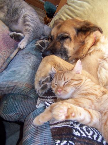 Tasha and Tigger in a peaceful sleep - Our female dog Tasha died in January 2008. She was a gentle dog and was so good with the five kittens we have when we first brought them home. One in particular a male cat called Tigger adored her and loved to sleep beside her as this photo shows.